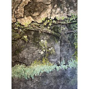 Painting_Lanuto_Kelley_1_Moss on the Side of the Cliff