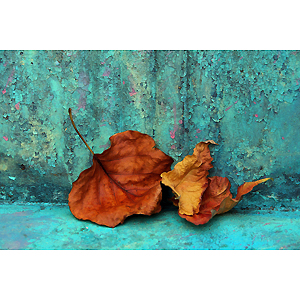 Photography_Hasty_David_1_Autumn’s Last