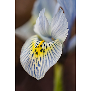 Photography_Paykowski_Susanne_1_Siberian Iris Shaw Art Fair