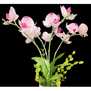 Sculpture_Tamrak_Gracelynn_1_Phalaenopsis Orchids